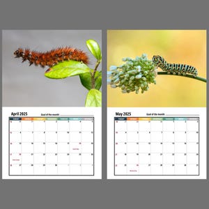 Caterpillar Wall Calendar 2025 Etsy Caterpillar Wall Calendar 2025 Etsy