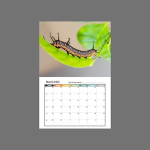 Caterpillar Wall Calendar 2025 Etsy