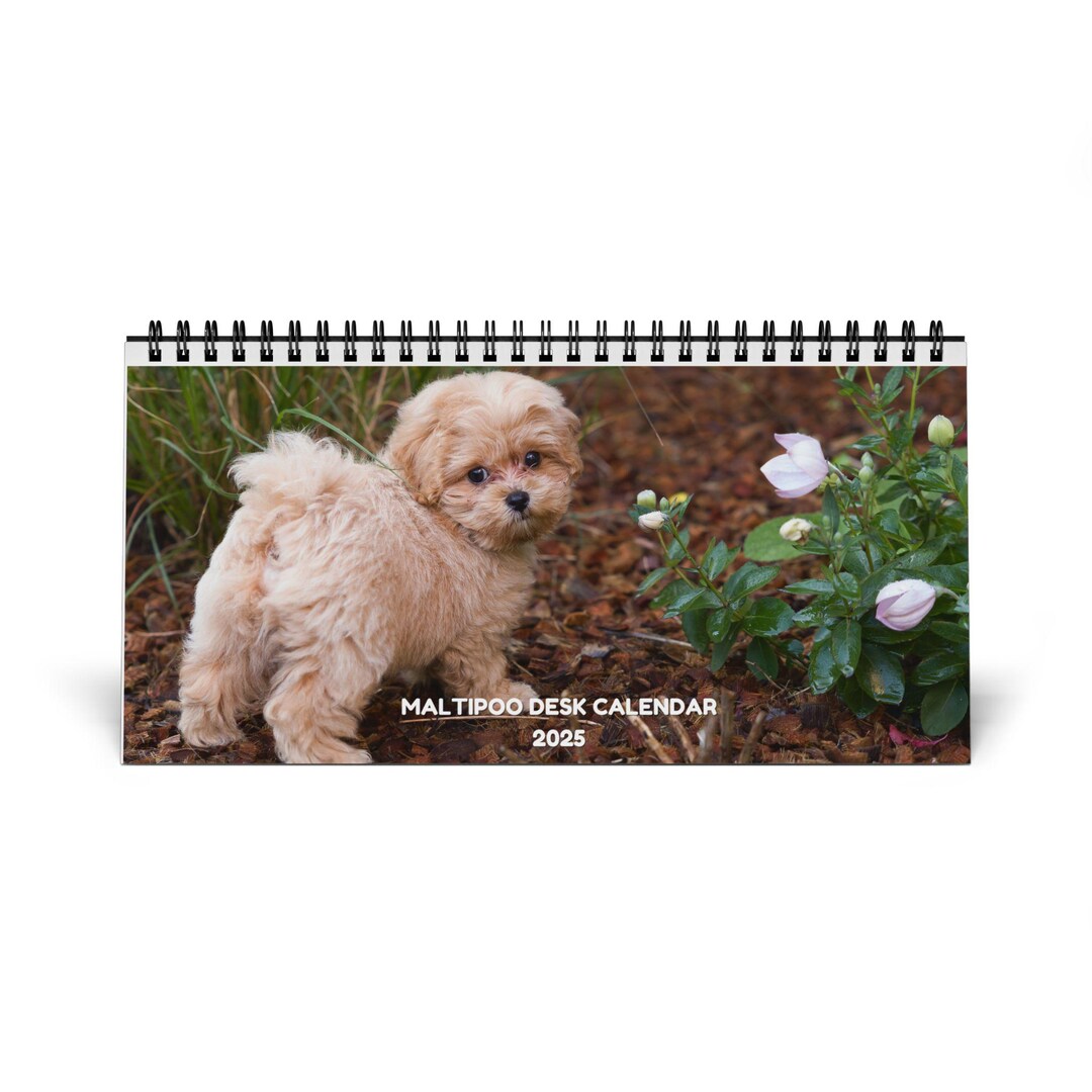 Maltipoo Desktop Calendar 2025 Etsy