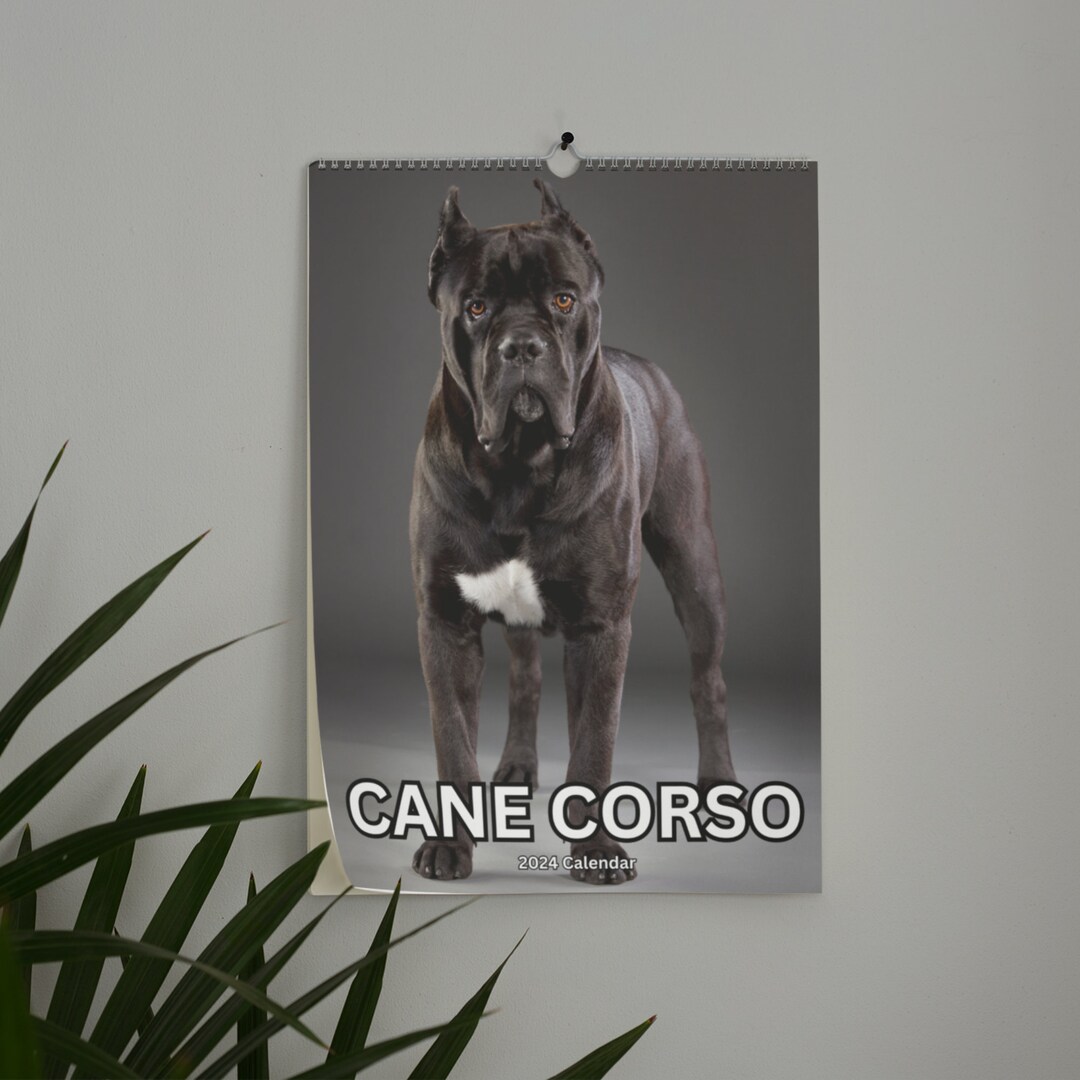 Cane Corso Wall Calendar 2024 Etsy