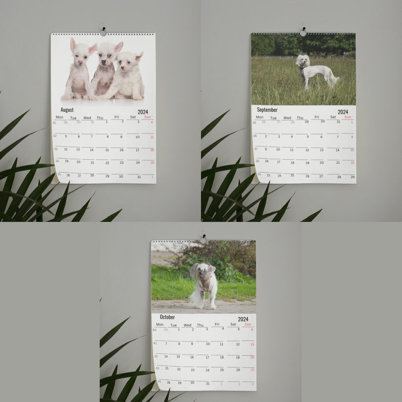 Chinese Crested Wall Calendar 2024 Etsy