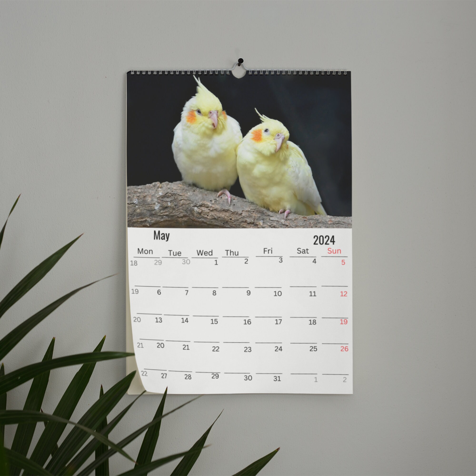 Cockatiels Wall Calendar 2024 Etsy