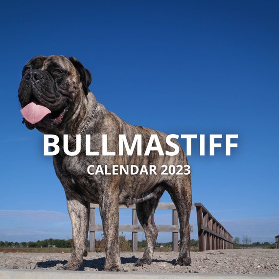 Bullmastiff Desk Calendar 2023 Etsy Norway