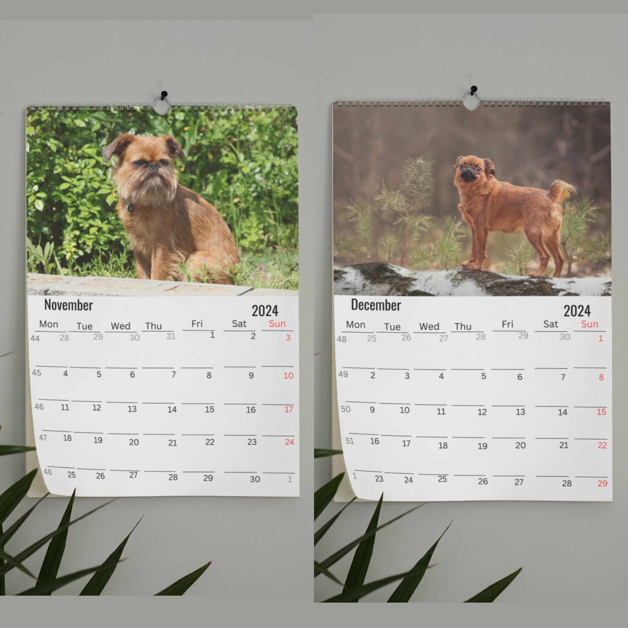 Brussels Griffon Calendar 2024 Etsy