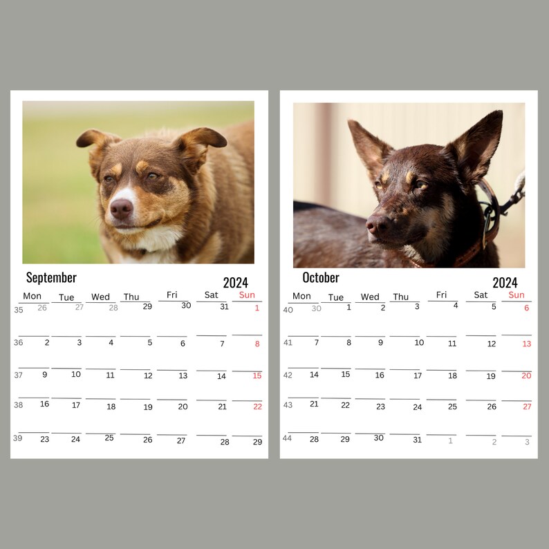 Australian Kelpie Wall Calendar 2024 Etsy