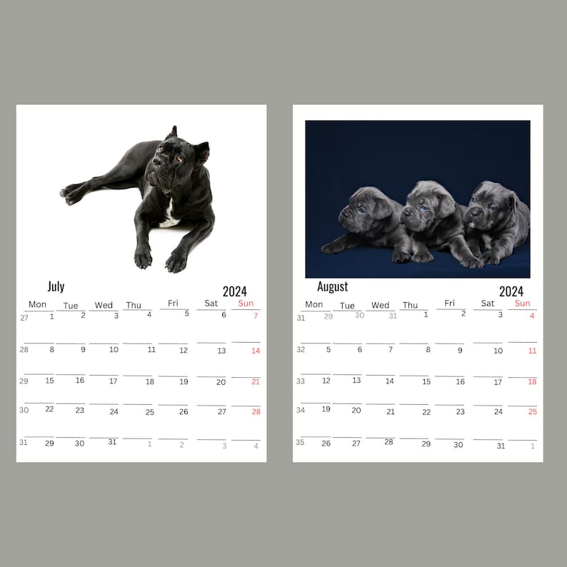 Cane Corso Wall Calendar 2024 Etsy