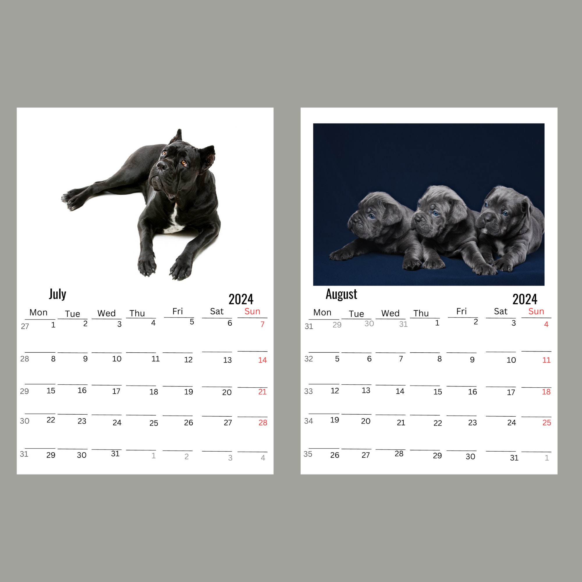 Cane Corso Wall Calendar 2024 Etsy Cane Corso Wall Calendar 2024 Etsy