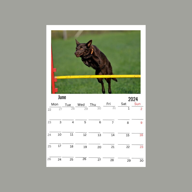 Australian Kelpie Wall Calendar 2024 Etsy
