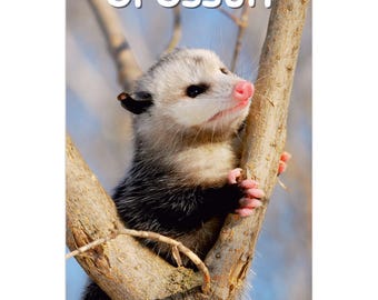 Opossum Wall Calendar 2026