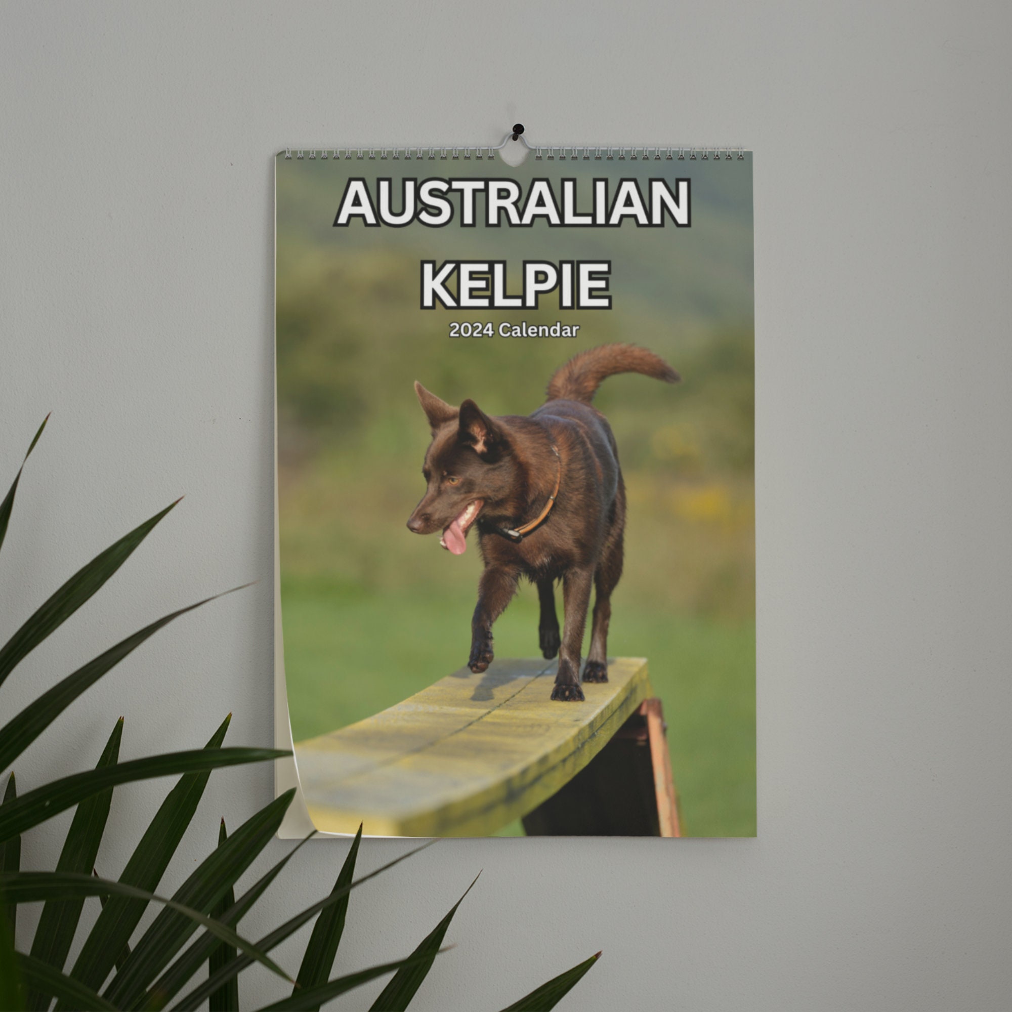 Australian Kelpie Wall Calendar 2024 Etsy