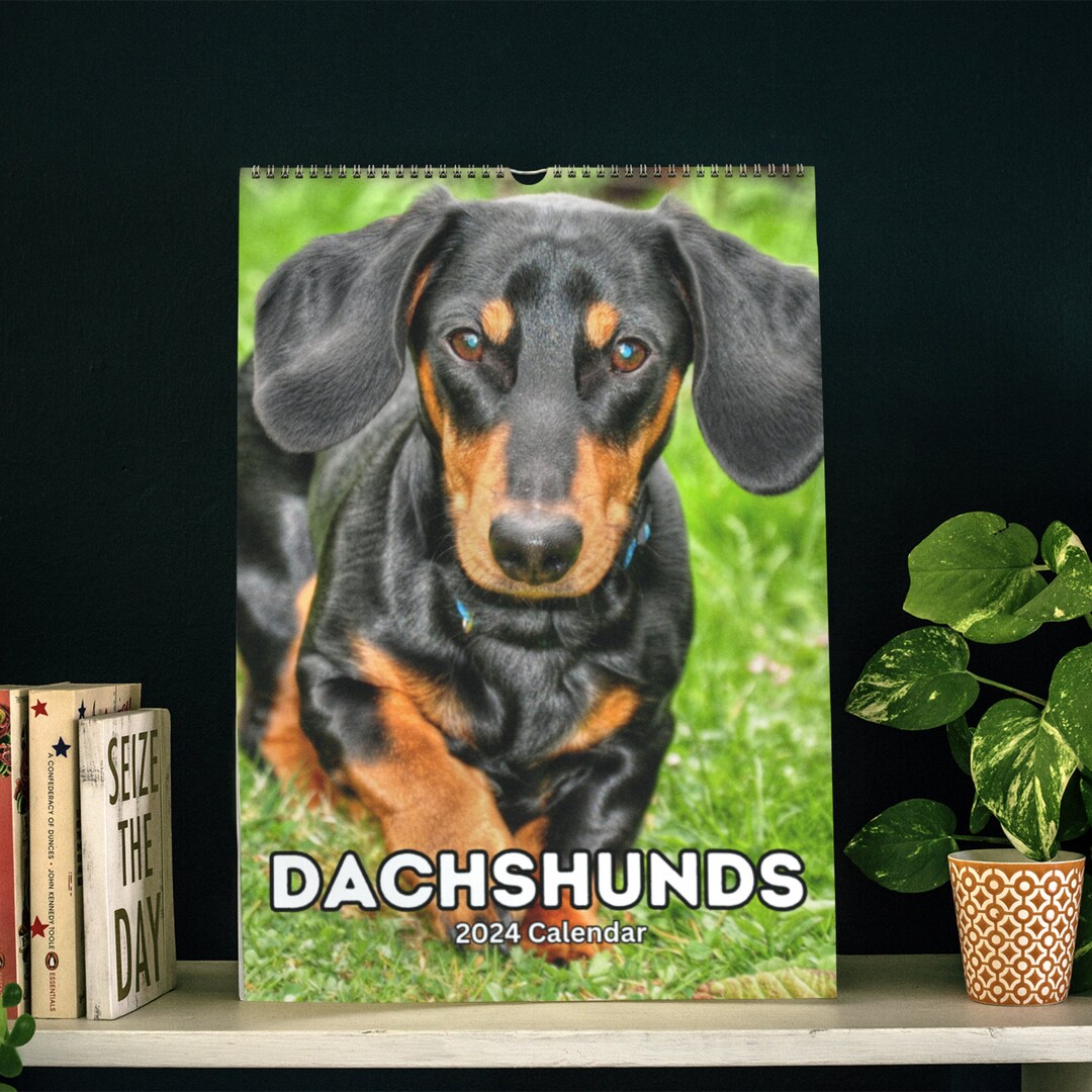 Dachshunds Wall Calendar 2024 Etsy