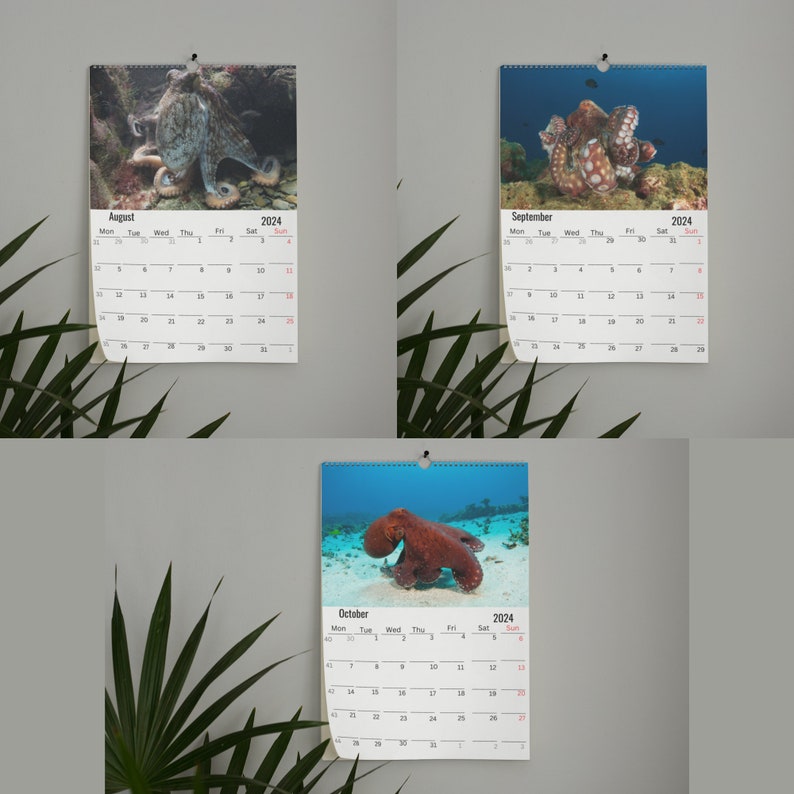 Octopus Calendar 2024 Etsy
