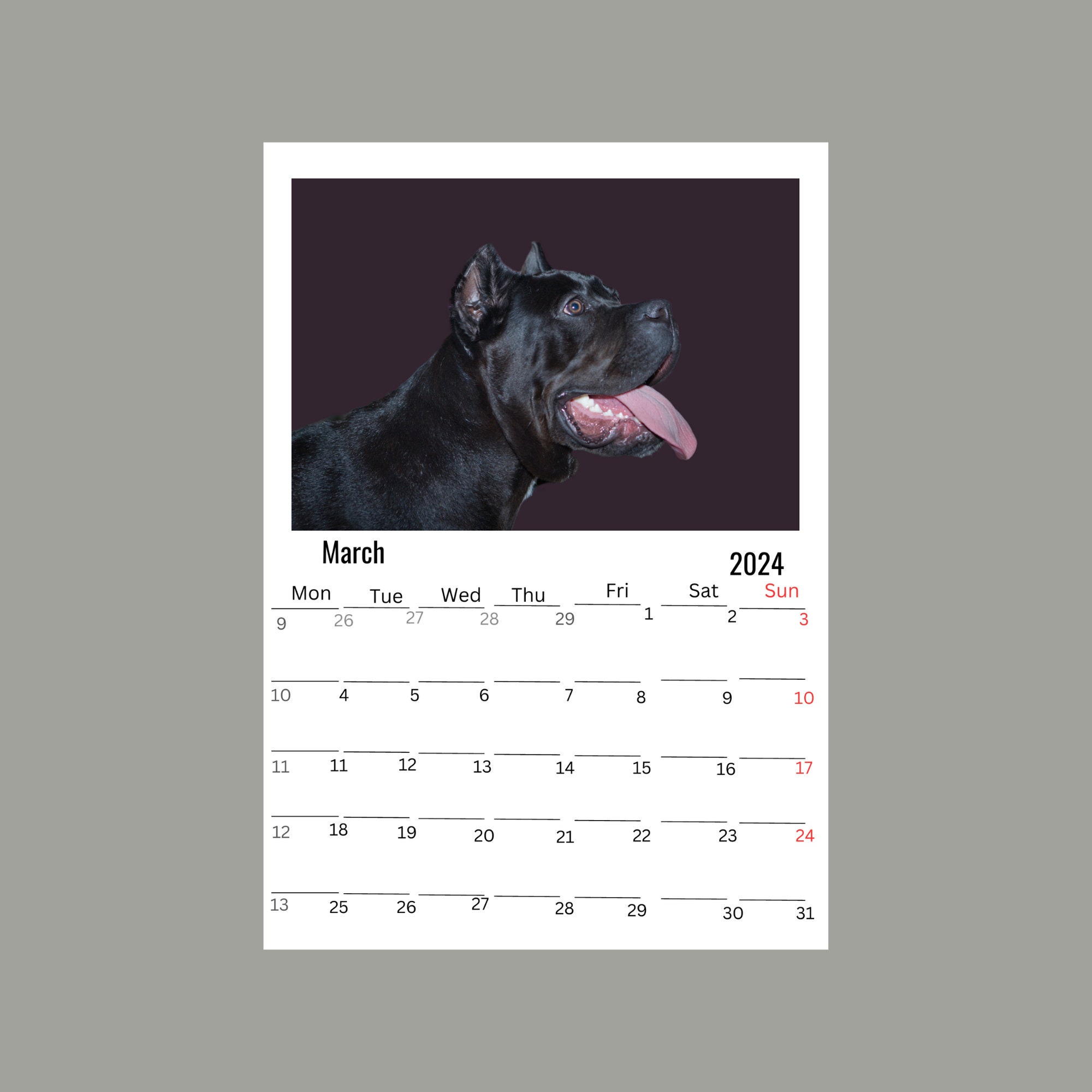 Cane Corso Wall Calendar 2024 Etsy