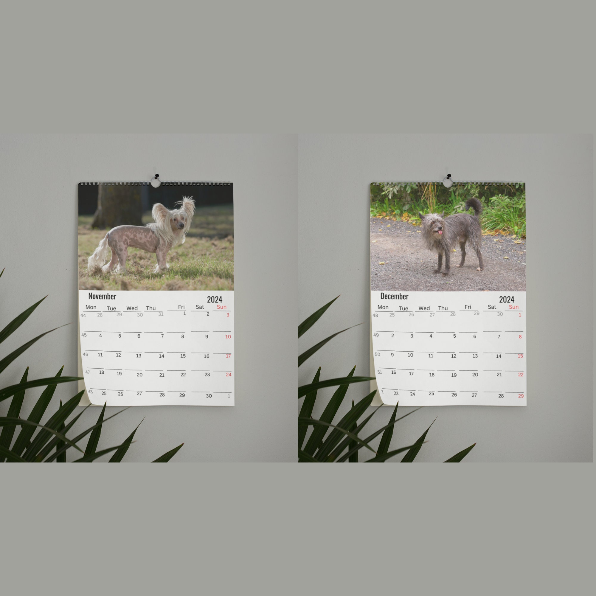 Chinese Crested Wall Calendar 2025 Etsy