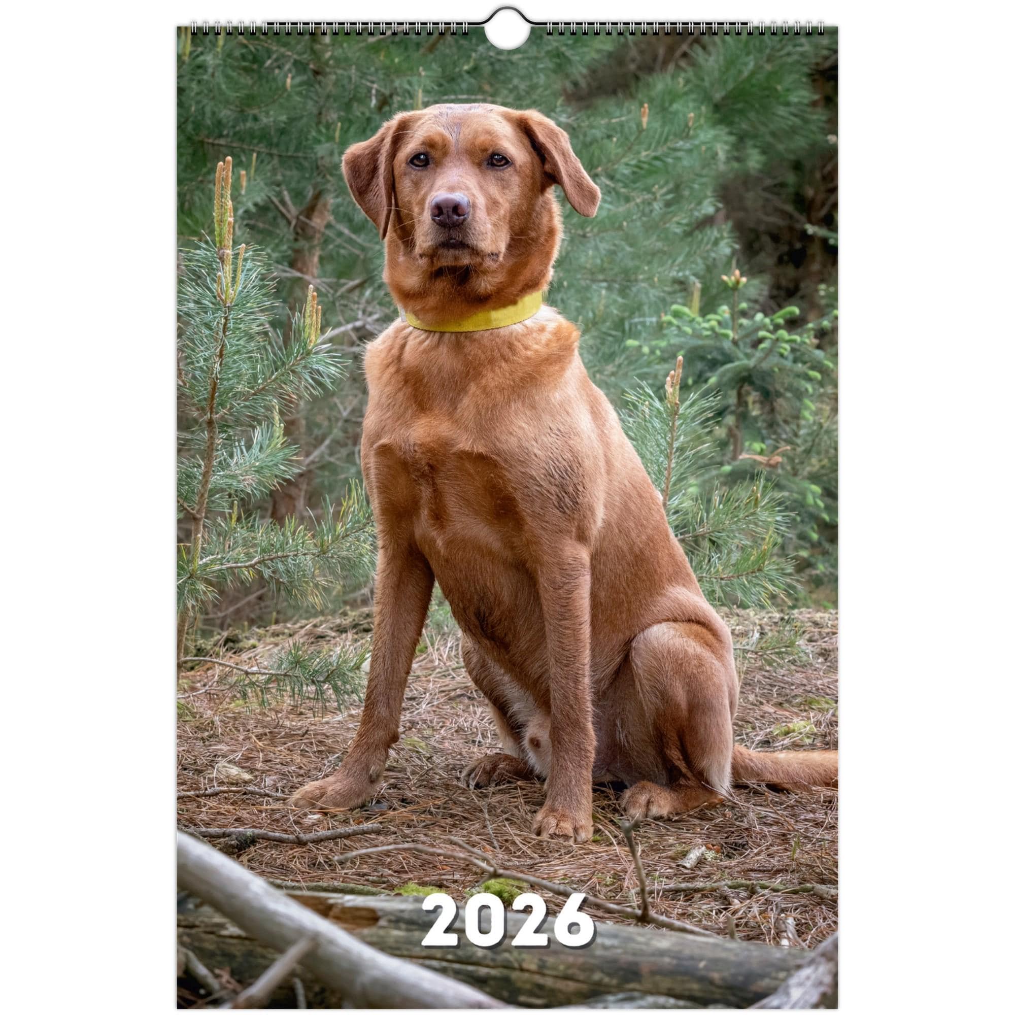 Fox Red Labrador Art