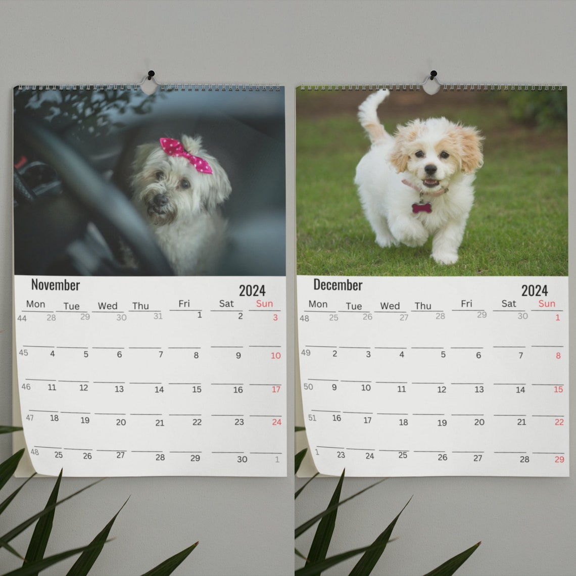 Havanese Wall Calendar 2024 Etsy