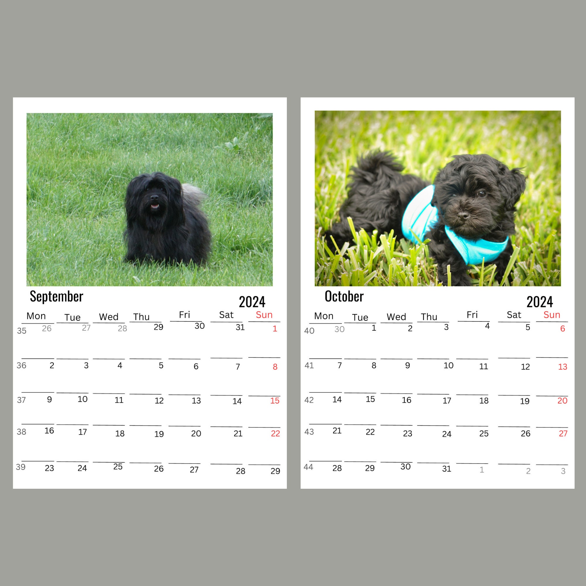 Affenpinscher Wall Calendar 2024 Etsy