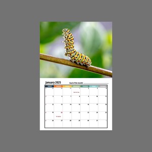 Caterpillar Wall Calendar 2025 Etsy Caterpillar Wall Calendar 2025 Etsy