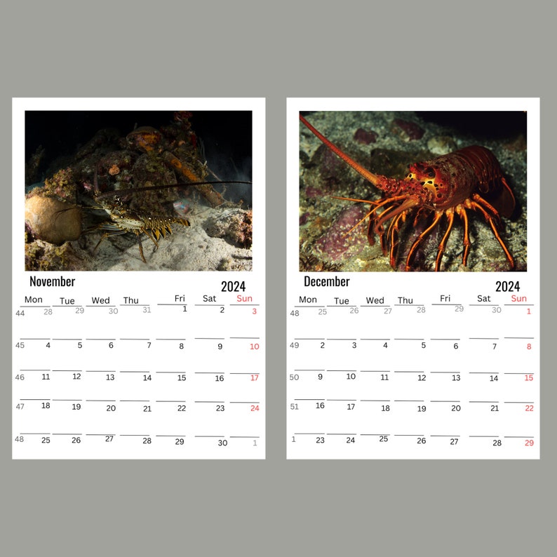 Lobster Wall Calendar 2024 Etsy