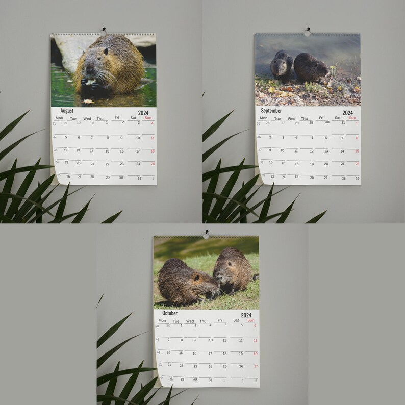 Beavers Wall Calendar 2024 Etsy