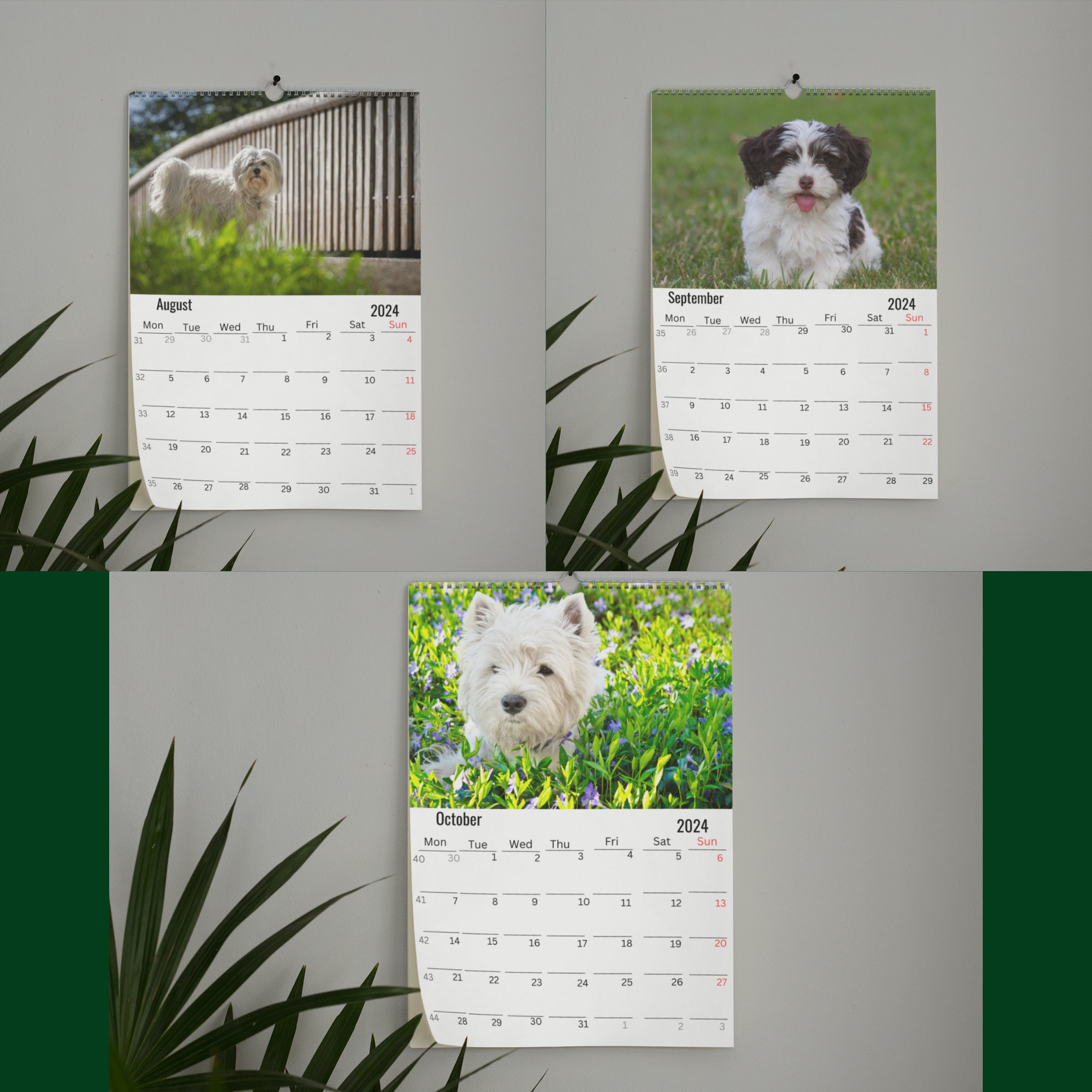 Havanese Wall Calendar 2024 Etsy