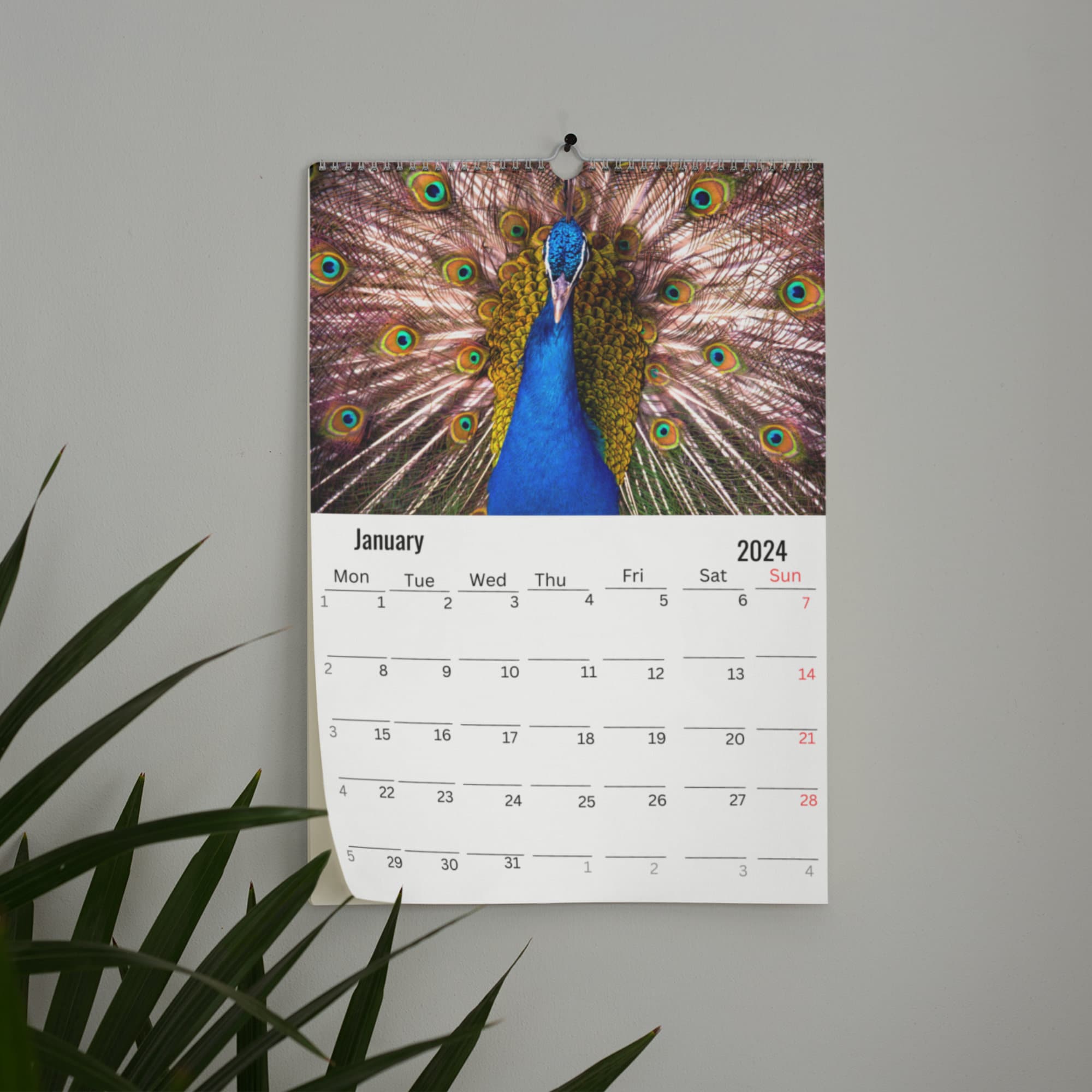 Peacock Wall Calendar 2024 Etsy