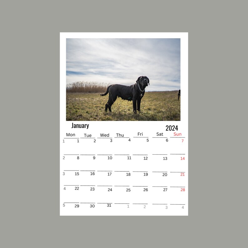 Cane Corso Wall Calendar 2024 Etsy