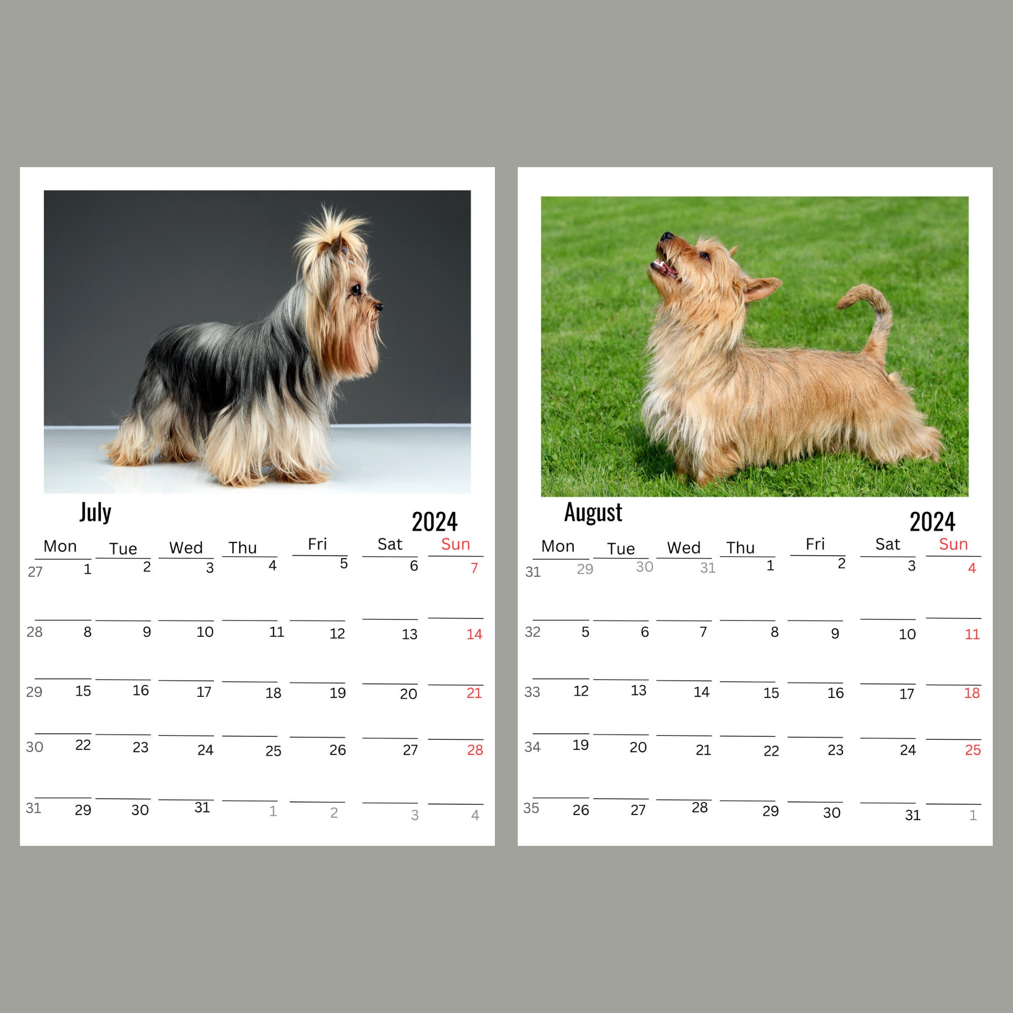 Silky Terrier Wall Calendar 2024 Etsy