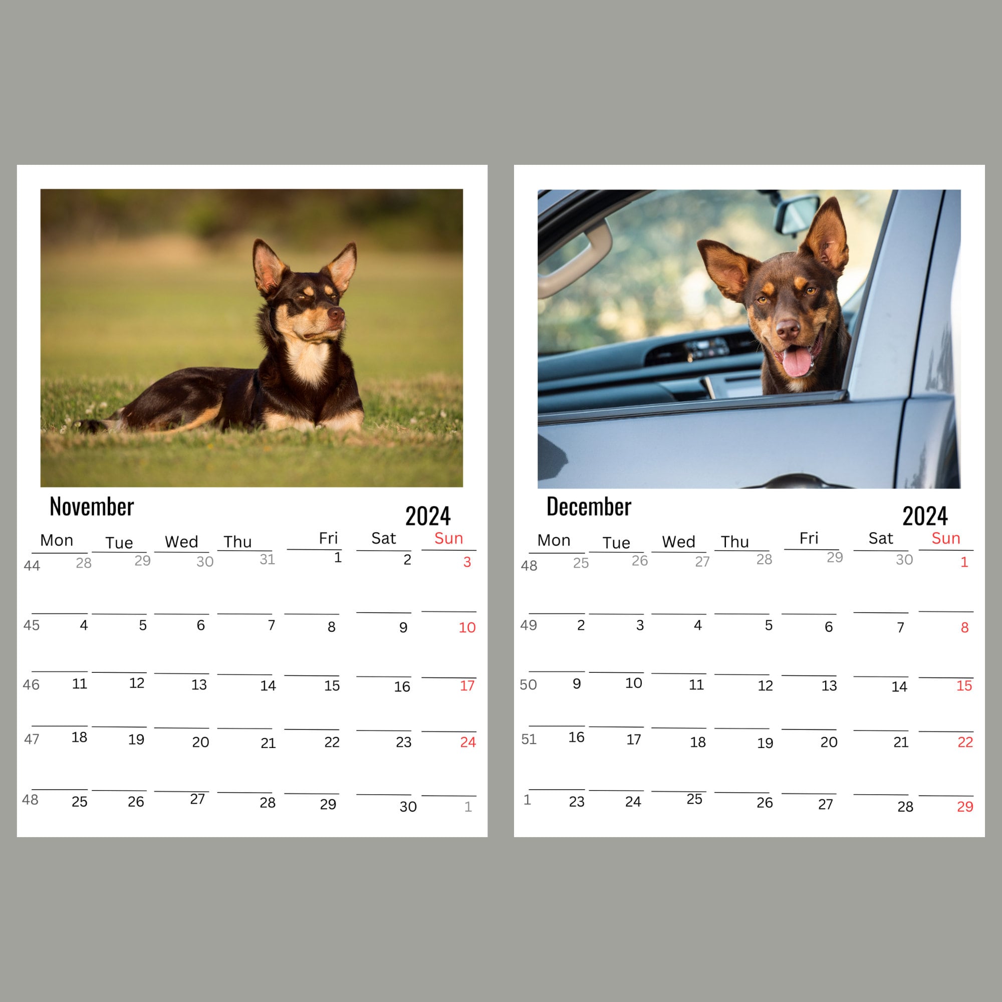 Australian Kelpie Wall Calendar 2024 Etsy