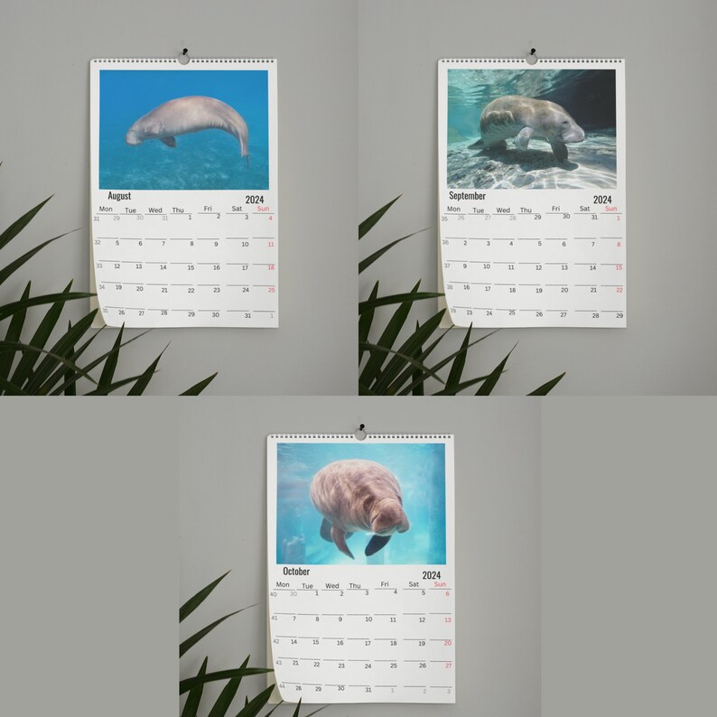 Manatee Wall Calendar 2024 Etsy