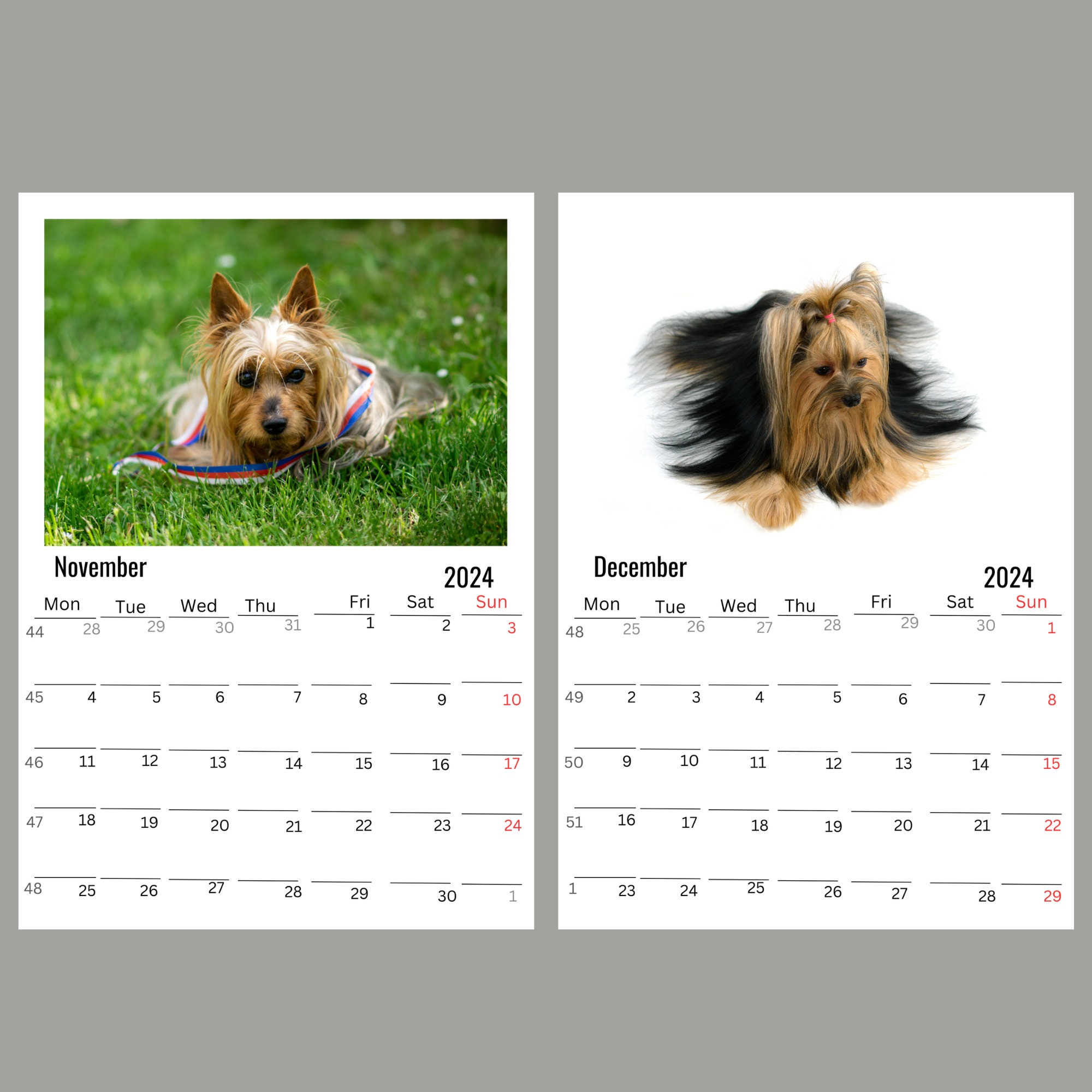 Silky Terrier Wall Calendar 2024 Etsy