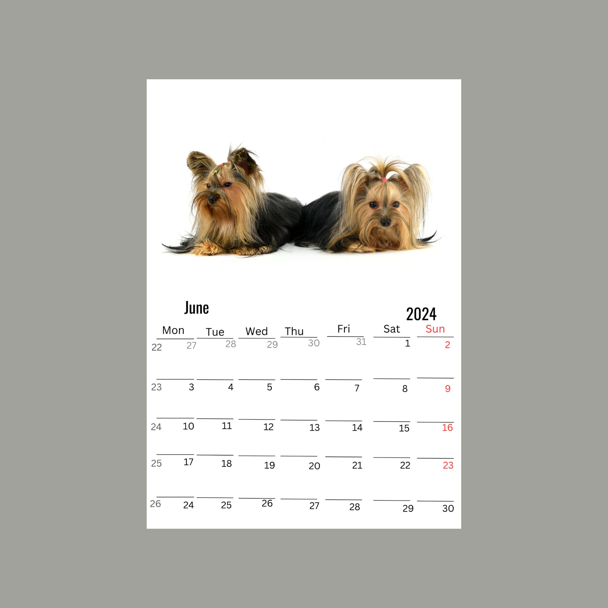 Silky Terrier Wall Calendar 2024 Etsy