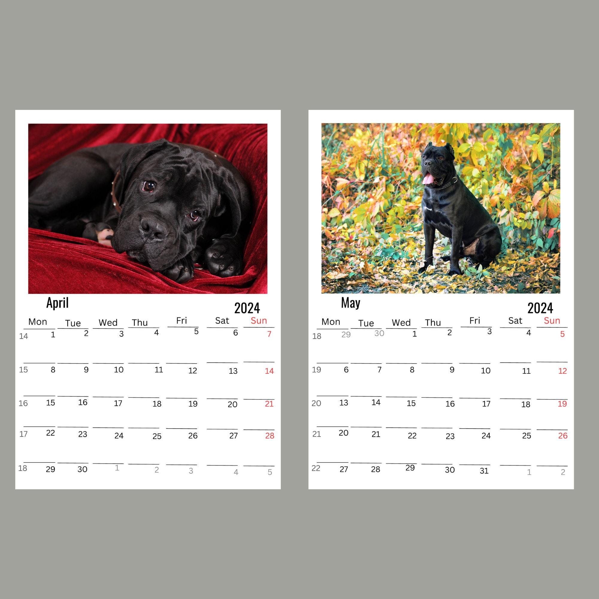 Cane Corso Wall Calendar 2024 Etsy