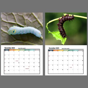 Caterpillar Wall Calendar 2025 Etsy Caterpillar Wall Calendar 2025 Etsy