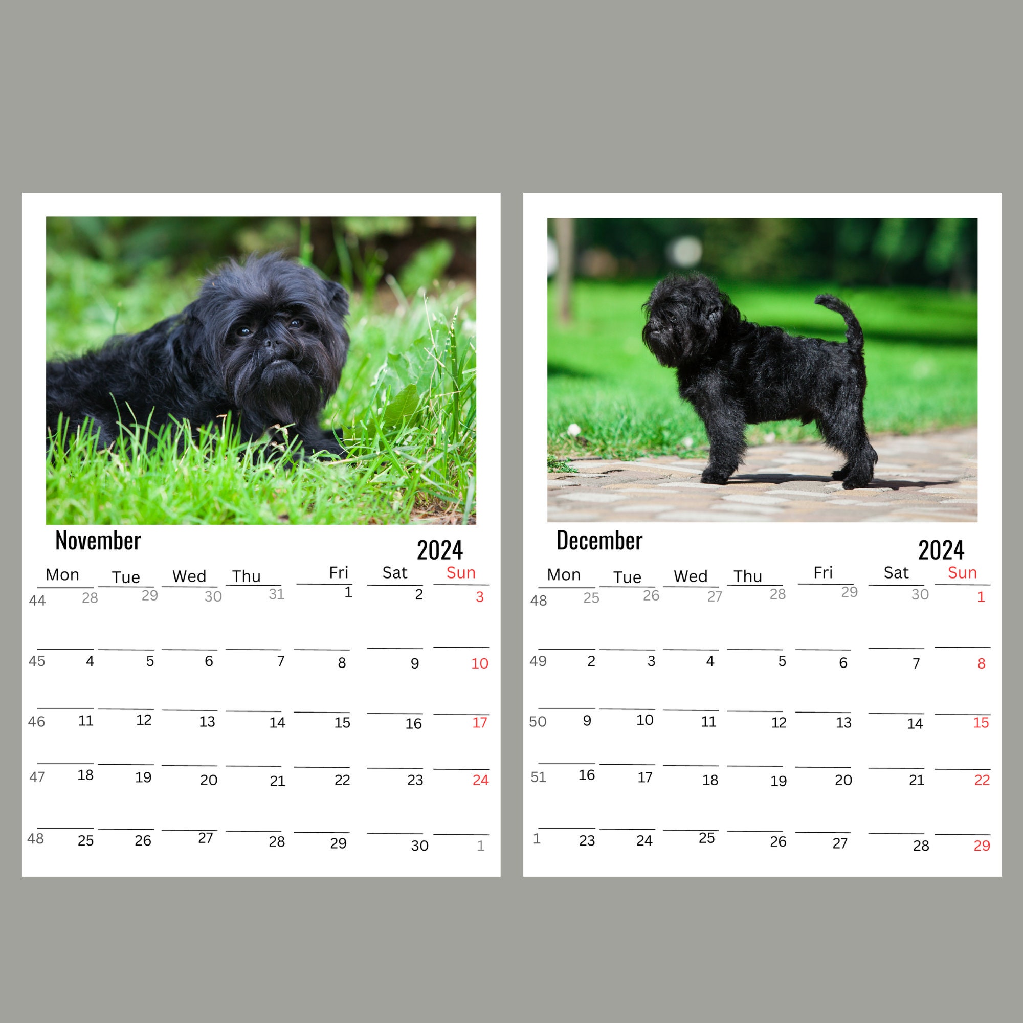 Affenpinscher Wall Calendar 2024 Etsy