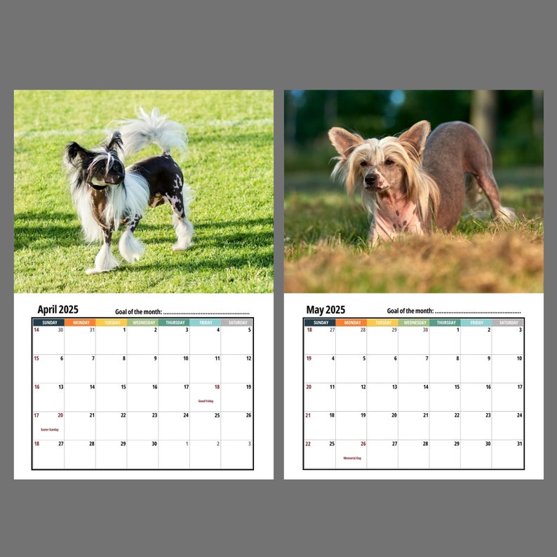 Chinese Crested Wall Calendar 2025 Etsy