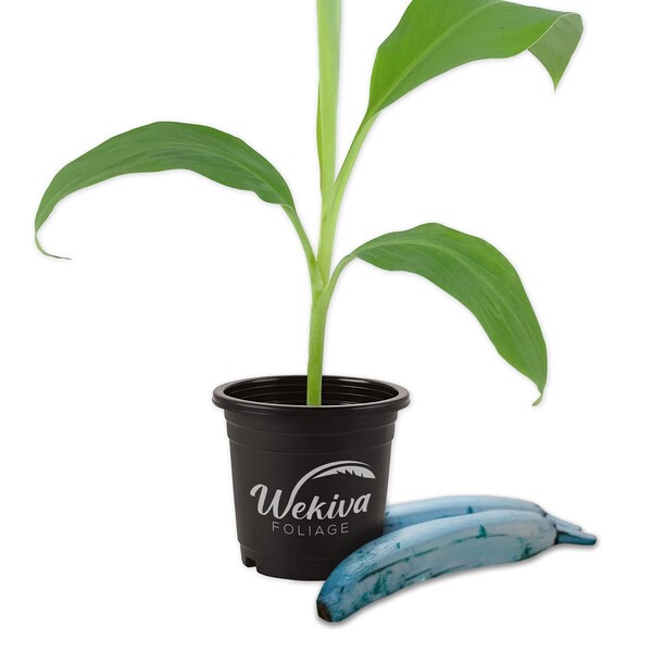 Ice Cream Banana Plant - Etsy