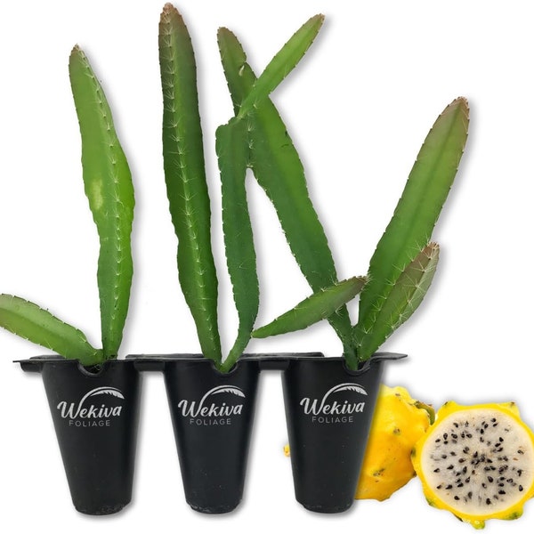 Yellow Dragon Fruit Tree - Live Tissue Culture Starter Plants - Selenicereus Megalanthus - Edible Tropical Fruit Plant from Florida