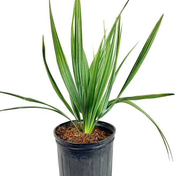 Sabal Minor - Dwarf Blue Stem Palmetto Palm - Live Plant in a 10 Inch Growers Pot - Native Ornamental Palms from Florida