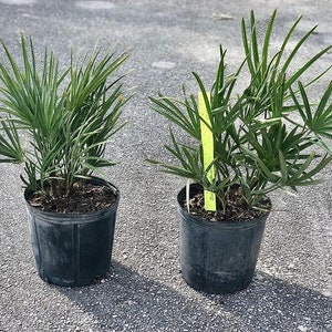 Silver Saw Palmetto - Live Plant in a 3 Gallon Growers Pot - Serenoa Repens - Rare Ornamental Palms of Florida