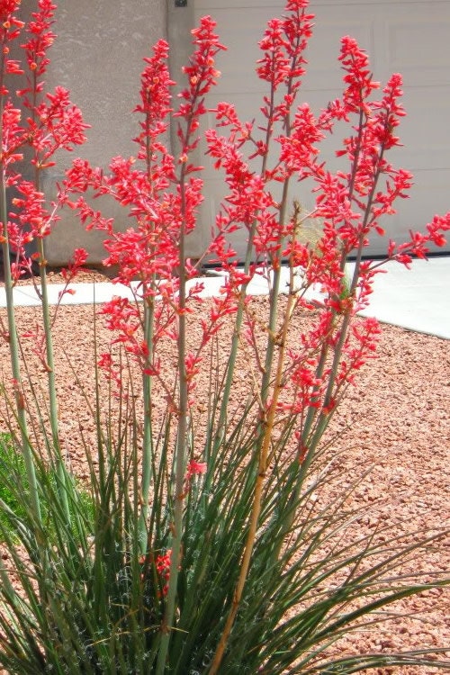 6 Plant Lot Large Adult Red Yucca One Year Old 12" Tall Xeriscape Desert 