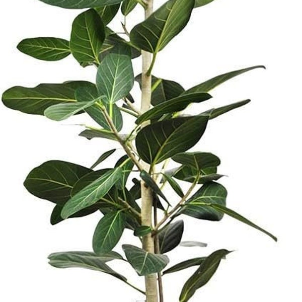 Ficus Audrey Column - Live Plant in a 10 Inch Pot - Ficus Benghalensis - Beautiful Ornamental Interior Tree