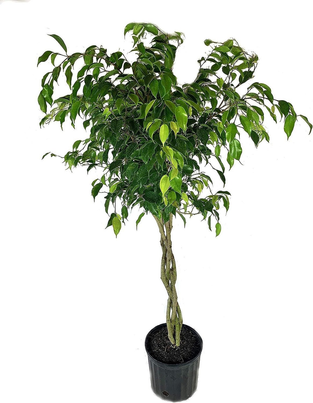 Ficus Benjamina Weeping Fig Braided Tree Live Plant In A 10 Inch Pot 