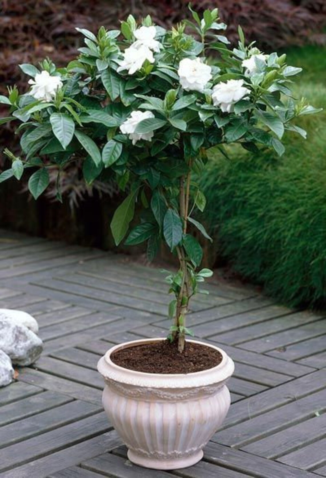 Gardenia Braided Tree Live Plant in an 10 Inch Growers Pot Etsy