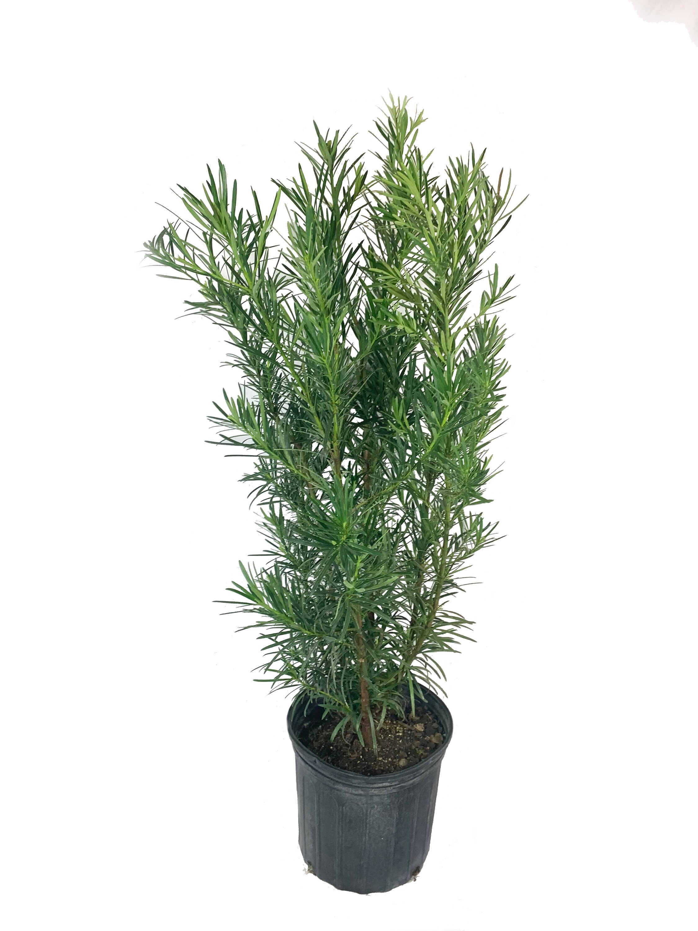 Yew Podocarpus Live Plant in a 3 Gallon Pot Podocarpus Etsy