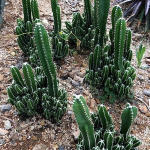 Fairy Castle Cactus Live Plant in a 3 Inch Pot Cereus Tetragonus Beautiful Indoor Outdoor Cacti Succulent Houseplant image 2