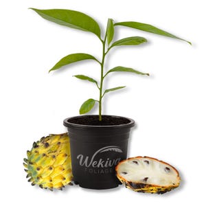 Biriba Sugar Apple Tree - Wild Sweetsop - Live Plant in a 4 Inch Growers Pot - Annona Mucosa - Beautiful Edible Fruit Bearing Tree for...