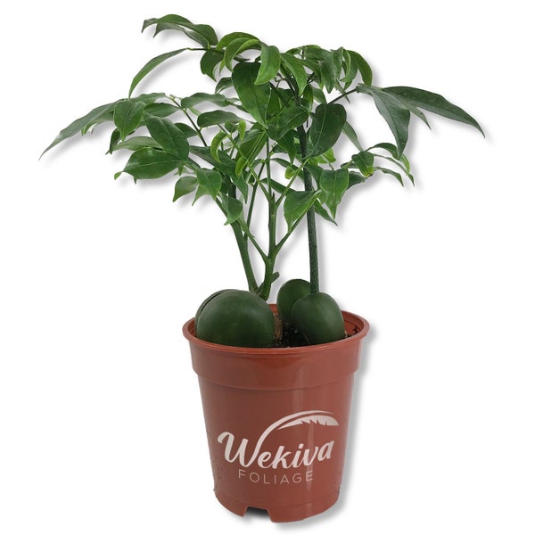 Lucky Bean Plant - Live Plant in a 4 Inch Pot - Castanospermum Australe - Beautiful Ornamental Bonsai Interior Tree - A Natural Charm for...