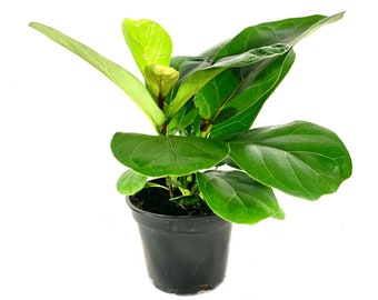 Fiddle Leaf Fig - Live Plant in a 6 Inch Pot - Ficus Lyrata - Beautiful Easy to Grow Air Purifying Indoor Plant