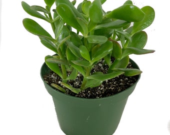 Jade Plant - Live Plant in a 6 Inch Pot - Crassula Ovata - Beautiful and Unique Cactus Succulent